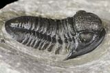 Detailed Gerastos Trilobite Fossil - Morocco #141678-4